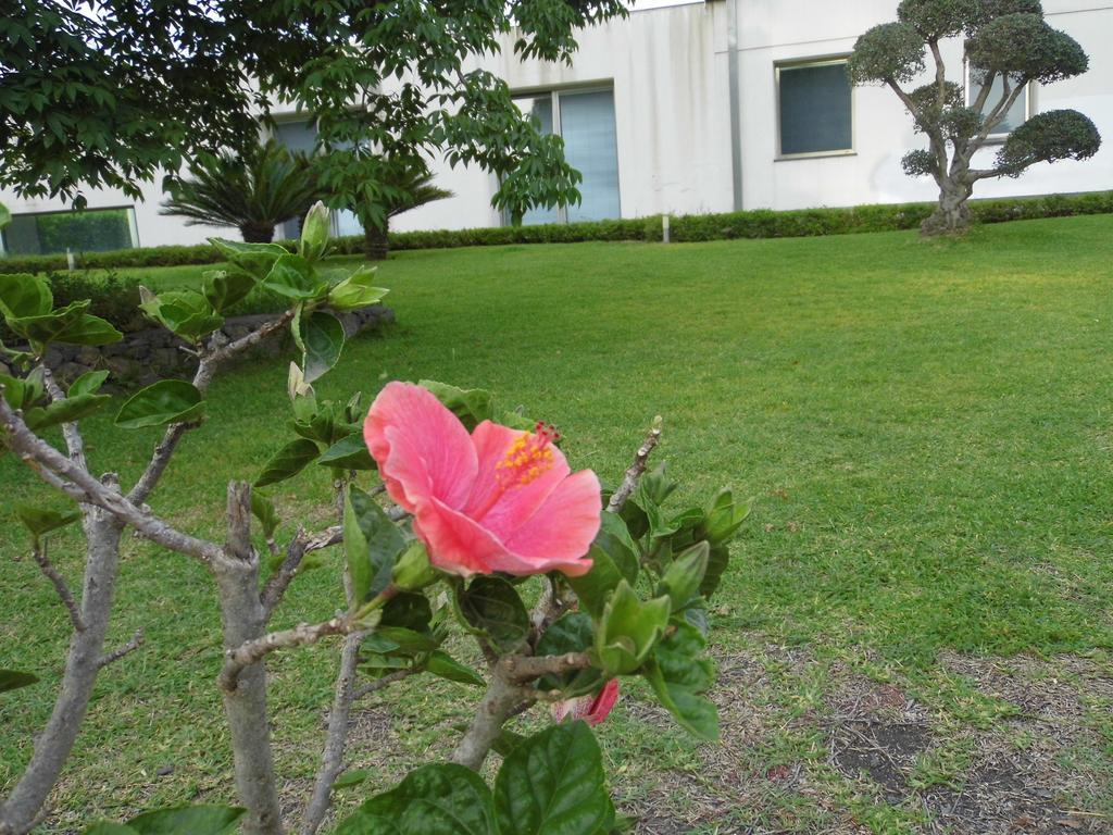 Ferienwohnung Fiore Dell'Etna Santa Venerina Exterior foto